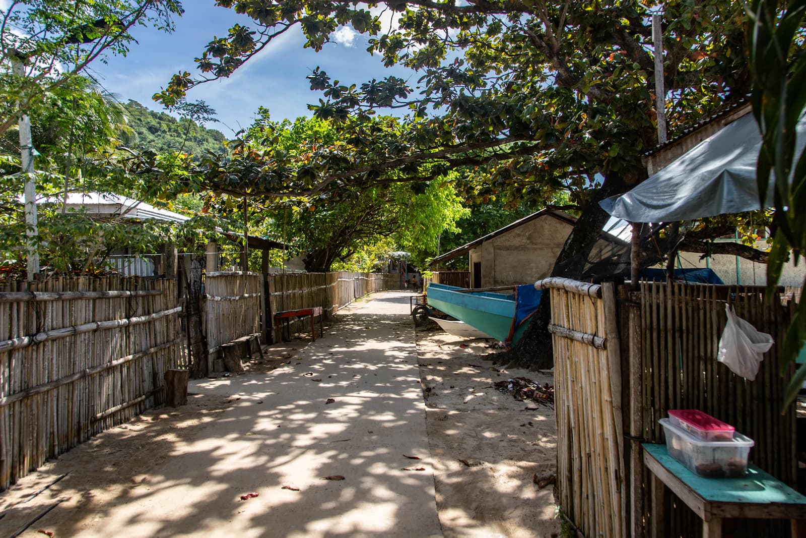 A dirt path lined with bamboo fences and trees.